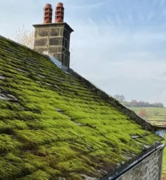 causes-of-moss-and-algae-on-your-roof