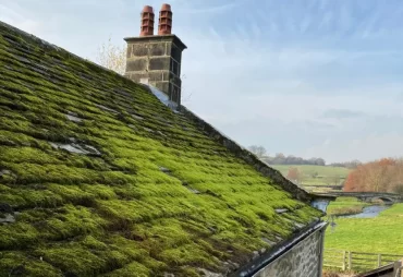 causes-of-moss-and-algae-on-your-roof