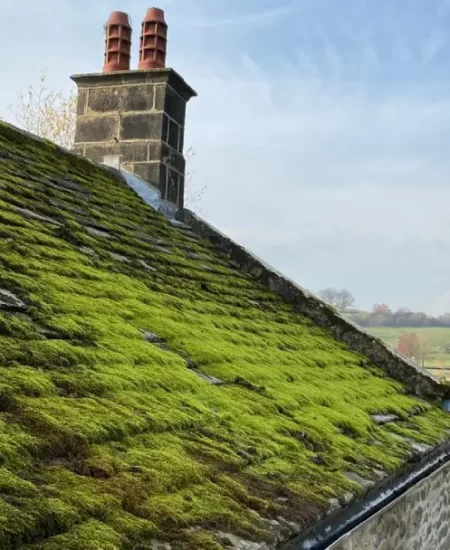 causes-of-moss-and-algae-on-your-roof