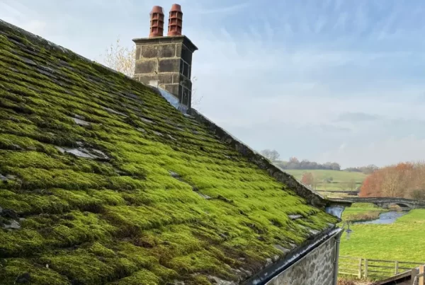 Causes of Moss and Algae on your roof