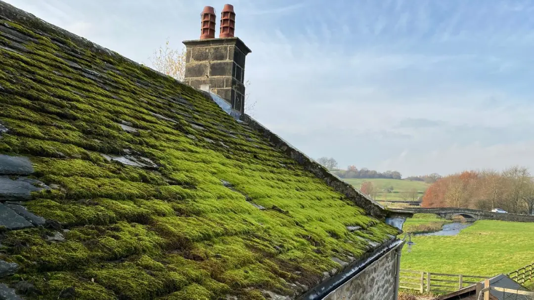 Causes of Moss and Algae Buildup on Your Roof