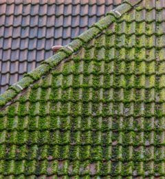 Moss-removal (1)