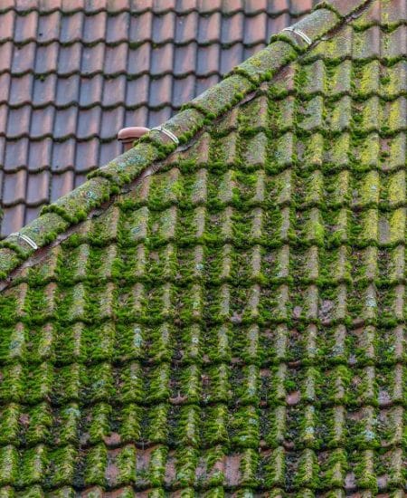 Moss-removal (1)