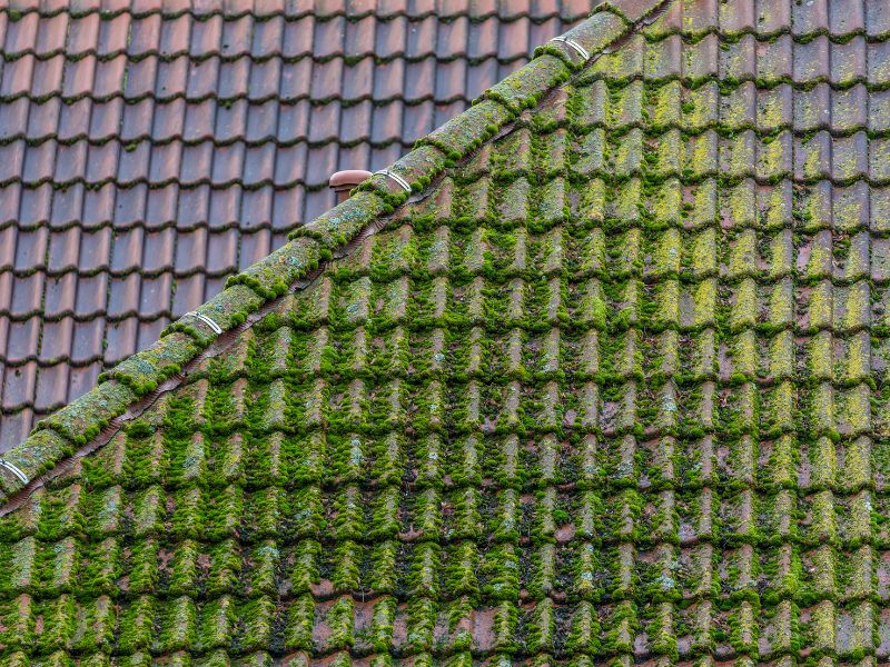 Moss-removal (1)